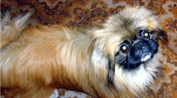 Ветеринарная клиника Алиса  на улице 8-го Марта изображение 6